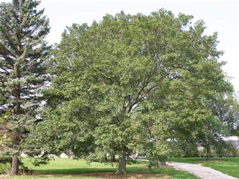 norway maple tree information