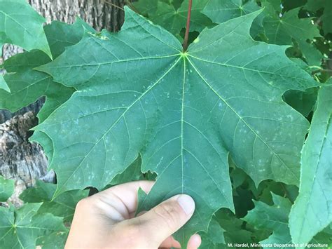norway maple tree leaf