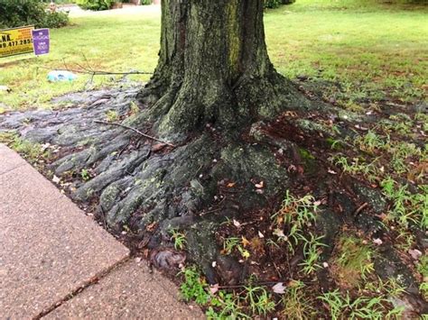 norway maple tree root system