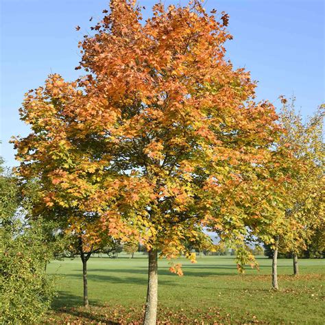 norway maple trees types