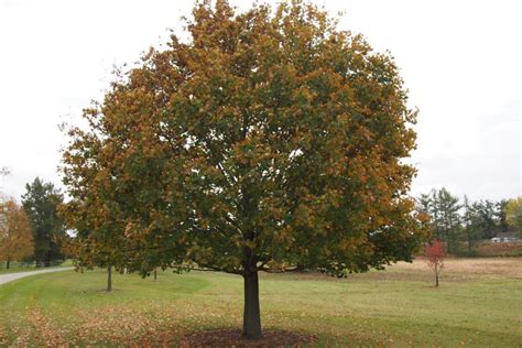 norway maples are dying