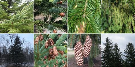 norway pine vs norway spruce