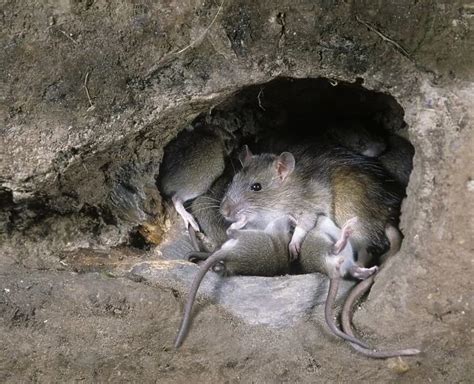 norway rat burrow