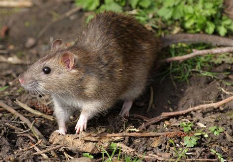 norway rat scientific name