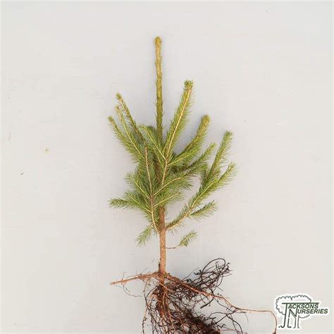norway spruce bare root