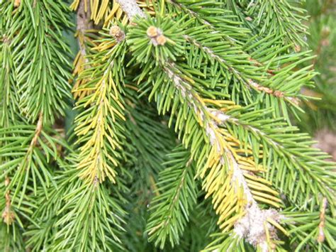 norway spruce brown needles