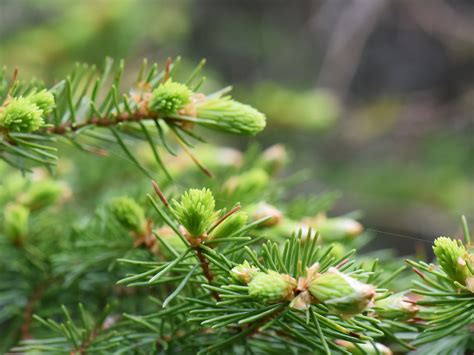 norway spruce care and maintenance