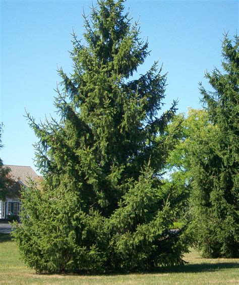 norway spruce evergreen trees