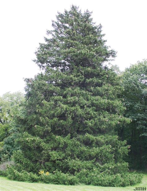 norway spruce fact sheet