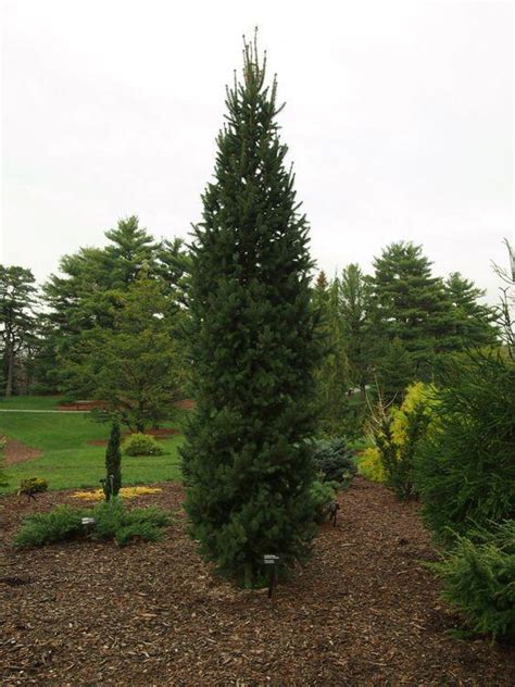 norway spruce height and width