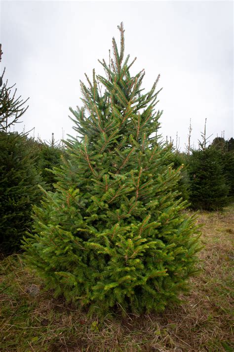 norway spruce live christmas tree