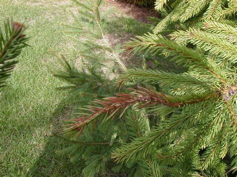 norway spruce losing needles