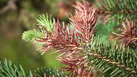 norway spruce needles turning red