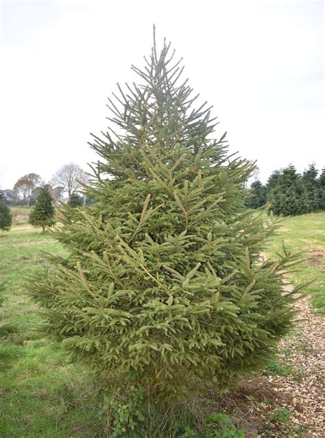 norway spruce or white pine