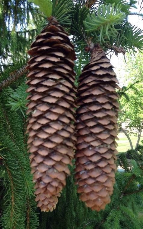 norway spruce pine cones for sale