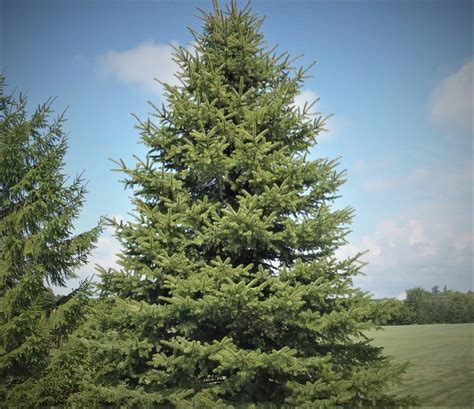 norway spruce pine trees