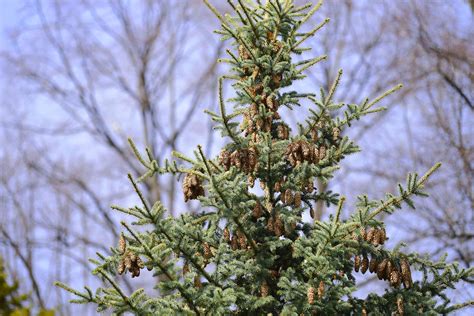 norway spruce planting distance