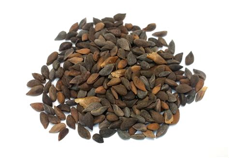 norway spruce seeds for sale