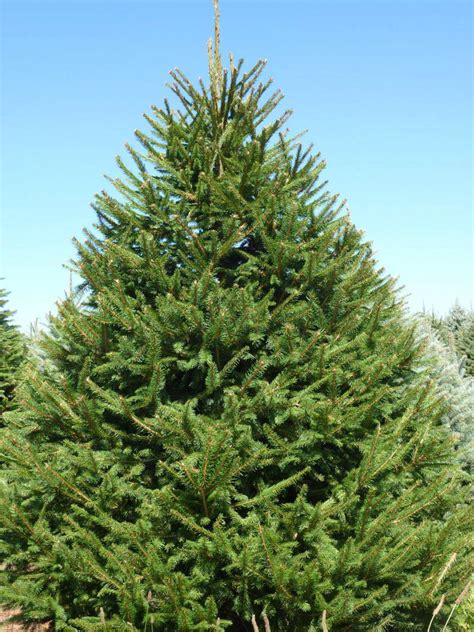 norway spruce tree info