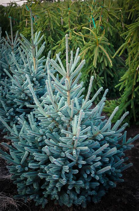 norway spruce trees for sale bulk