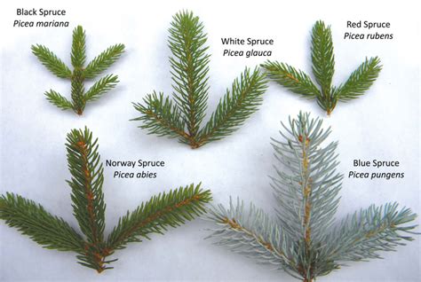 norway spruce vs white pine