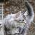 norwegian forest cat meow