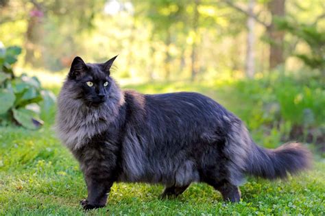 norwegian forest cat breeders midwest