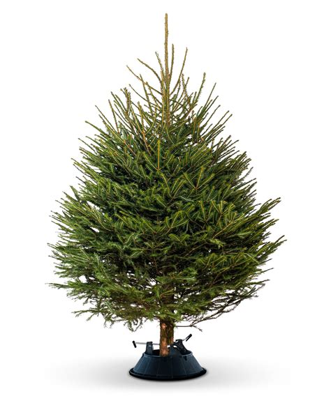 norwegian spruce christmas tree