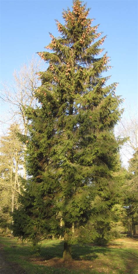 norwegian spruce tree size