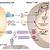 notch signaling pathway in t cells