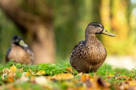 nottingham uni zoology