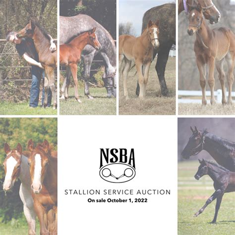 nsba stallion service auction 2024