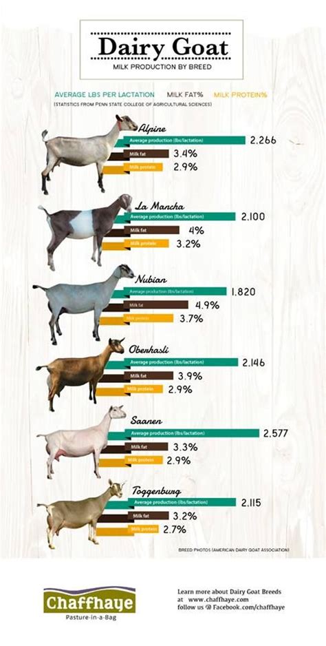 nubian goat average weight