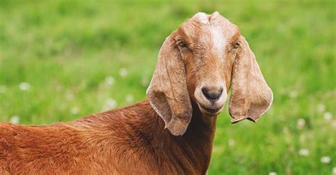 nubian goat breed characteristics