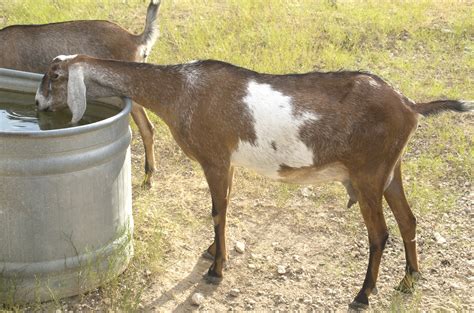 nubian goat for sale