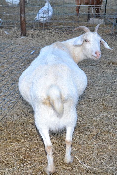 nubian goat gestation period