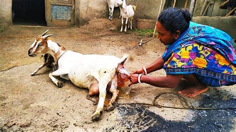 nubian goat giving birth