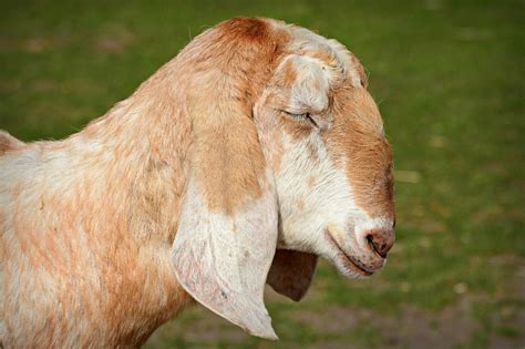 nubian goat life expectancy