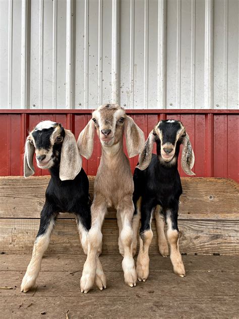 nubian goats for sale in louisiana