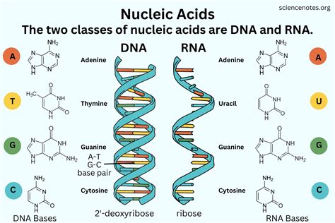 Nucleic Acid Defining Characteristics