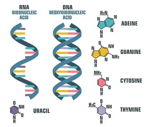 Nucleic Acid Example Picture