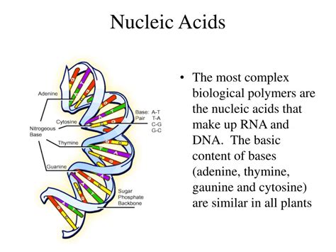 Nucleic Acid Function In Plant Cell