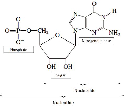 Nucleic Acid Polymer Name