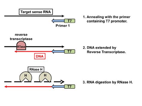 Nucleic Acid Sequence Based Amplification (Nasba)