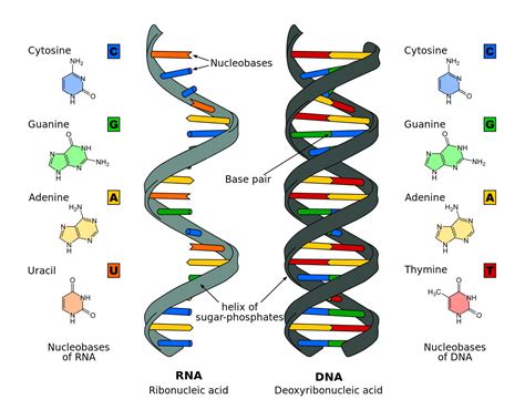 Nucleic Acid Structure And Function Pdf