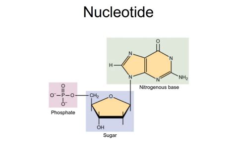 Nucleic Acids Basic Function