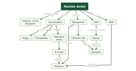 Nucleotides concept map