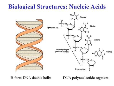 Nucleic Acids Exhibit Secondary Structure Justify With Example