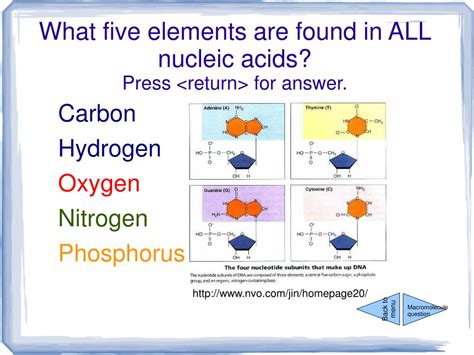 Nucleic Acids Five Elements