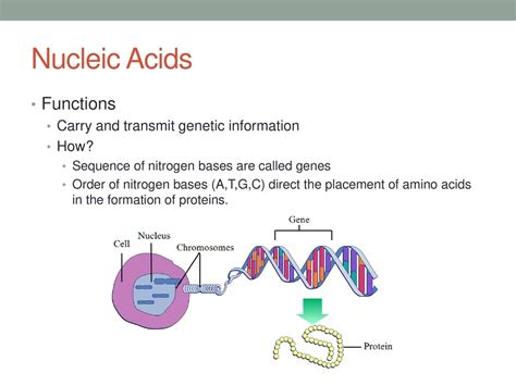 Nucleic Acids General Functions